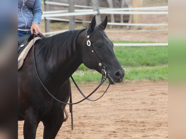 American Quarter Horse Castrone 11 Anni 156 cm Morello in Abenberg