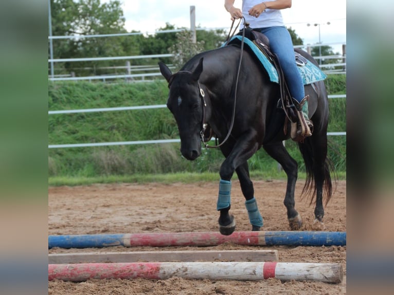 American Quarter Horse Castrone 11 Anni 156 cm Morello in Abenberg