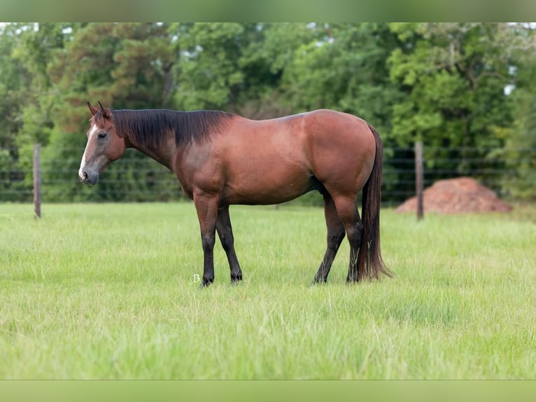 American Quarter Horse Castrone 11 Anni 157 cm Baio ciliegia in Lufkin, TX