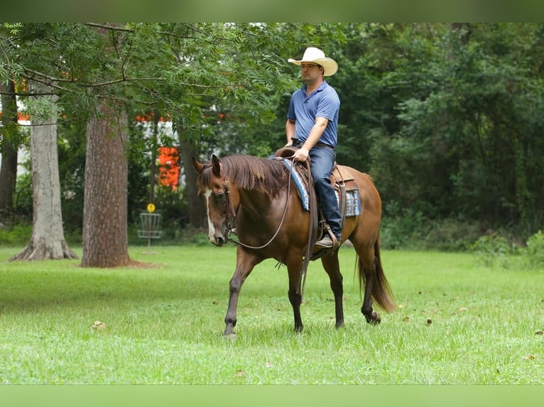 American Quarter Horse Castrone 11 Anni 157 cm Baio ciliegia in Lufkin, TX