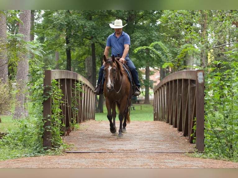 American Quarter Horse Castrone 11 Anni 157 cm Baio ciliegia in Lufkin, TX