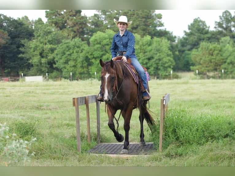 American Quarter Horse Castrone 11 Anni 157 cm Baio ciliegia in Lufkin, TX