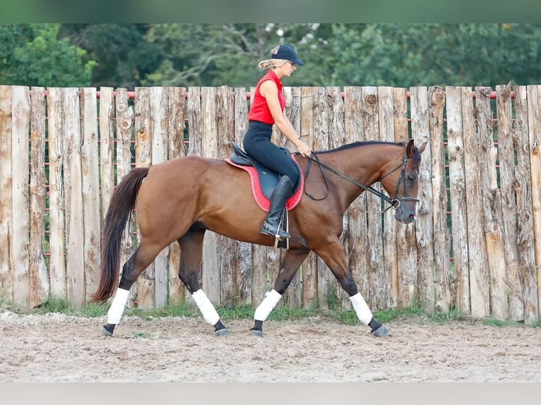 American Quarter Horse Castrone 11 Anni 157 cm Baio ciliegia in Lufkin, TX