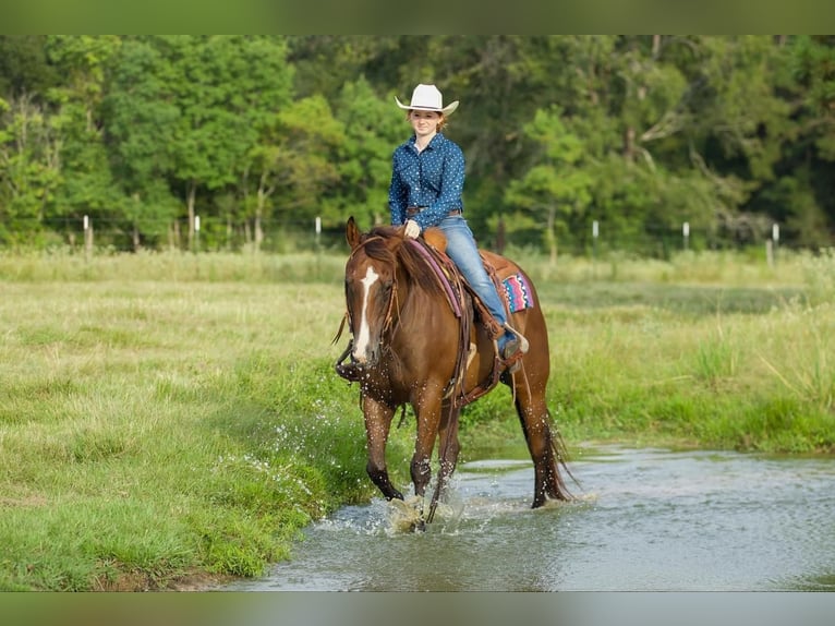 American Quarter Horse Castrone 11 Anni 157 cm Baio ciliegia in Lufkin, TX