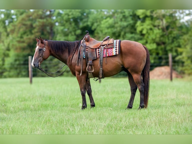 American Quarter Horse Castrone 11 Anni 157 cm Baio ciliegia in Lufkin, TX