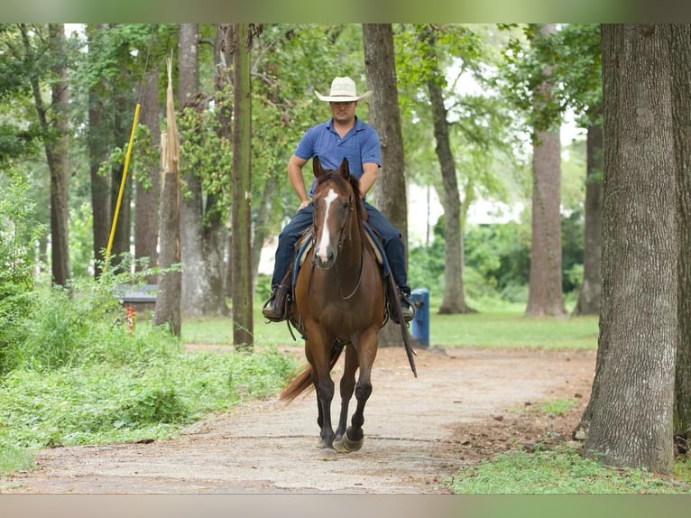 American Quarter Horse Castrone 11 Anni 157 cm Baio ciliegia in Lufkin, TX