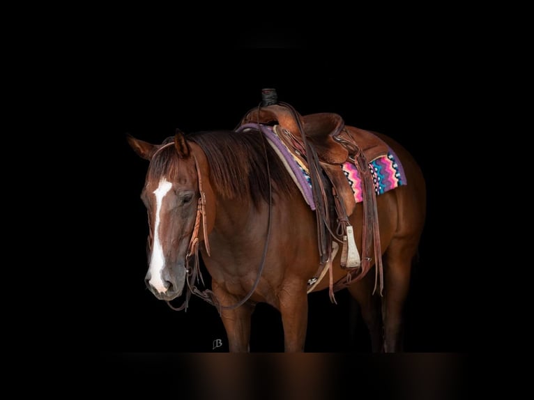 American Quarter Horse Castrone 11 Anni 157 cm Baio ciliegia in Lufkin, TX