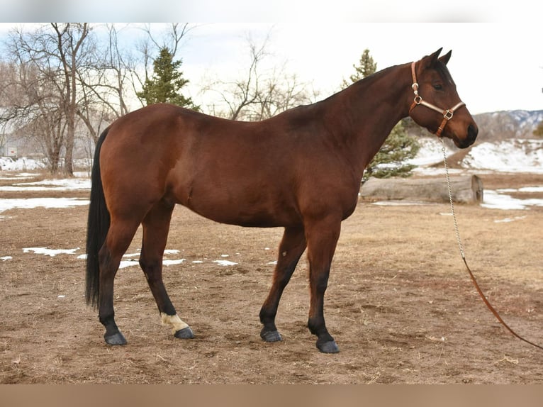 American Quarter Horse Castrone 11 Anni 157 cm Baio ciliegia in Fort Collins, CO