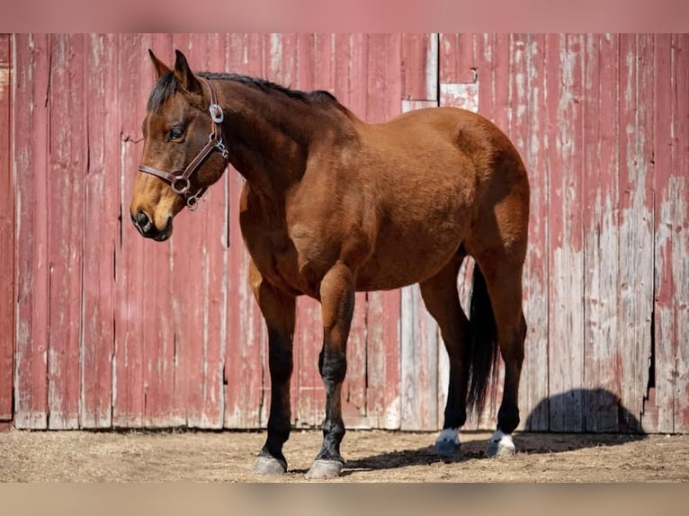 American Quarter Horse Castrone 11 Anni 157 cm Baio ciliegia in Boyceville, WI