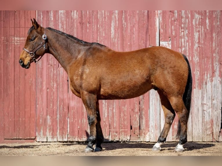 American Quarter Horse Castrone 11 Anni 157 cm Baio ciliegia in Boyceville, WI