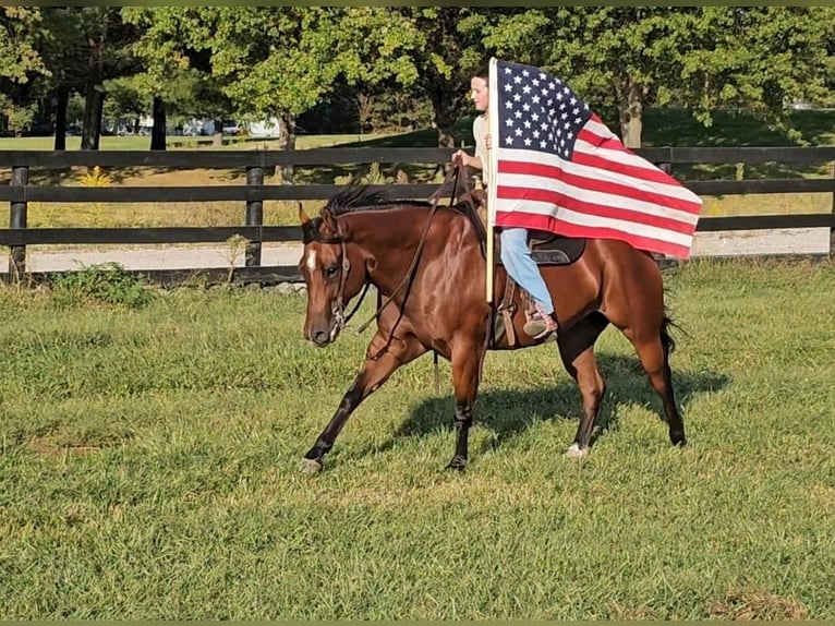 American Quarter Horse Castrone 11 Anni 157 cm Baio ciliegia in Robards, KY