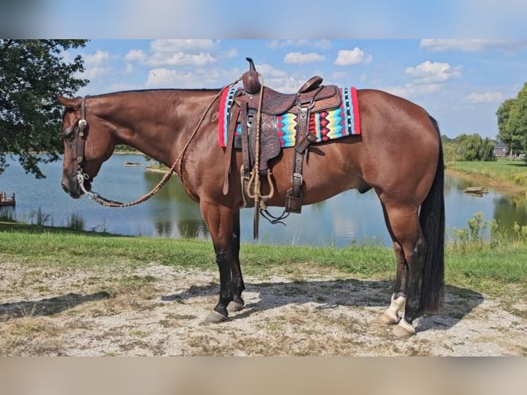 American Quarter Horse Castrone 11 Anni 157 cm Baio ciliegia in Robards, KY