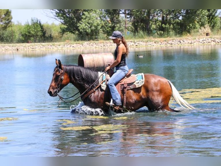 American Quarter Horse Castrone 11 Anni 157 cm Baio ciliegia in PLEASANT GROVE, CA