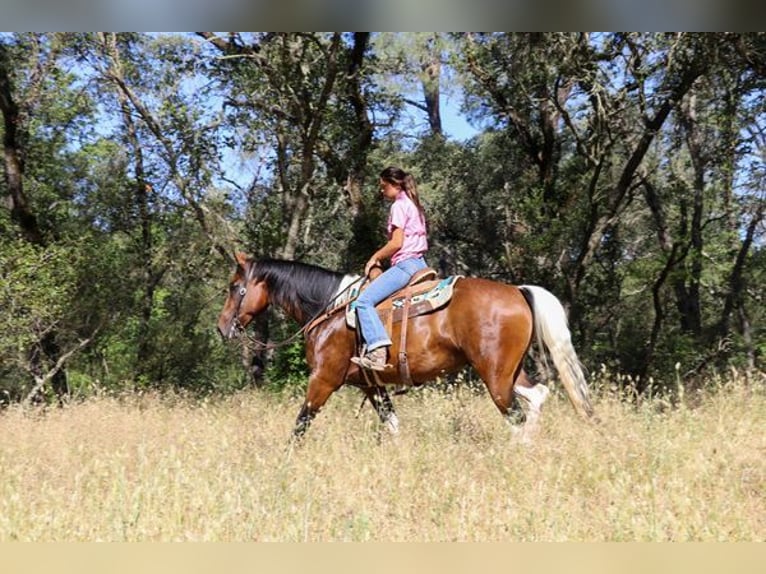 American Quarter Horse Castrone 11 Anni 157 cm Baio ciliegia in PLEASANT GROVE, CA