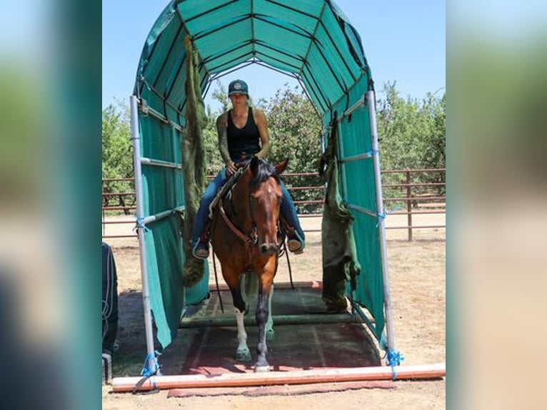 American Quarter Horse Castrone 11 Anni 157 cm Baio ciliegia in PLEASANT GROVE, CA