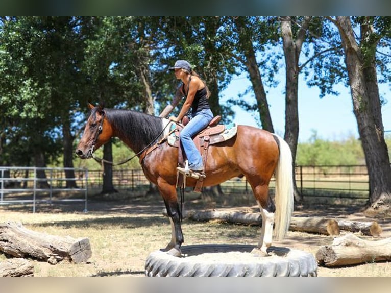 American Quarter Horse Castrone 11 Anni 157 cm Baio ciliegia in PLEASANT GROVE, CA