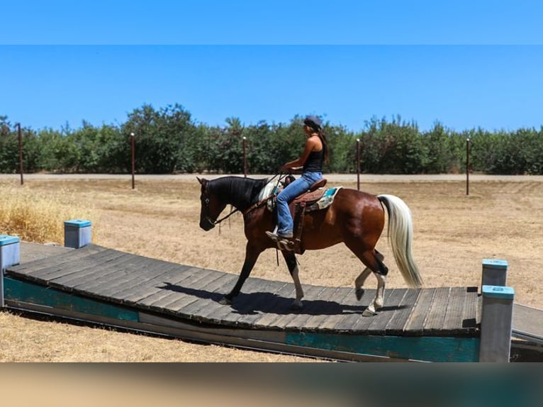 American Quarter Horse Castrone 11 Anni 157 cm Baio ciliegia in PLEASANT GROVE, CA