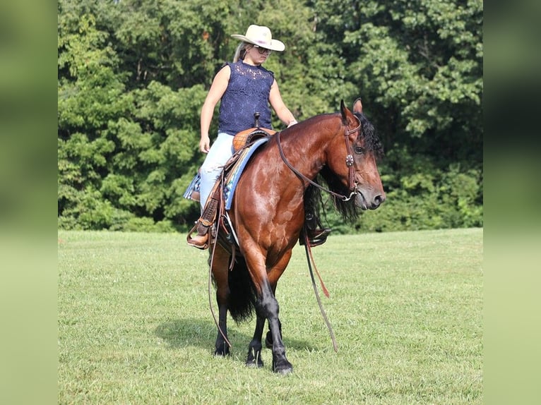 American Quarter Horse Castrone 11 Anni 157 cm Baio ciliegia in Somerset KY