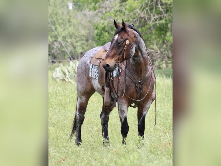 American Quarter Horse Castrone 11 Anni 157 cm Baio roano in Morgan Mill TX