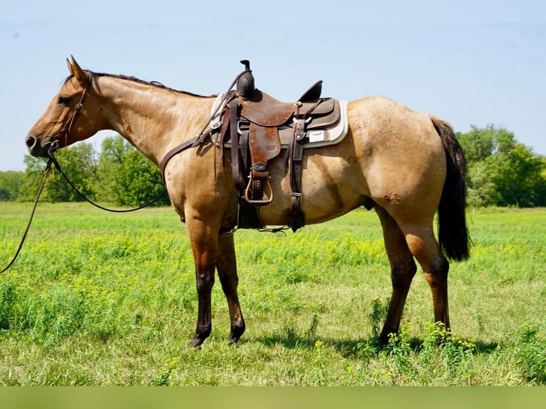 American Quarter Horse Castrone 11 Anni 157 cm Falbo in Valley Springs, SD