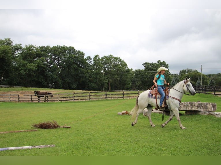 American Quarter Horse Castrone 11 Anni 157 cm Grigio in Howell MI