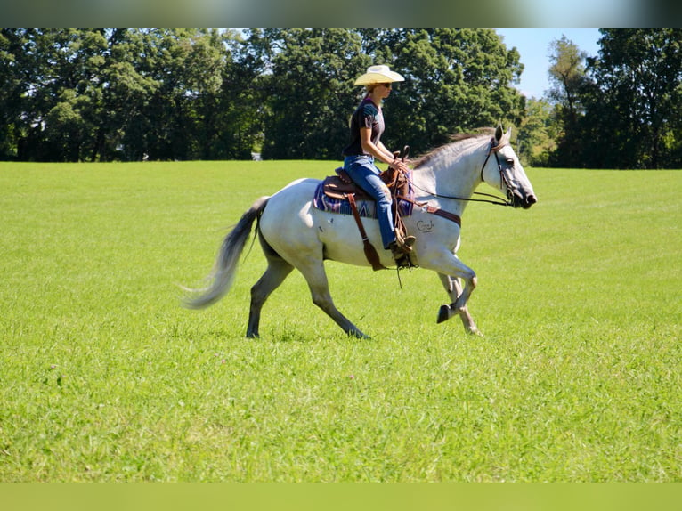 American Quarter Horse Castrone 11 Anni 157 cm Grigio in Howell MI