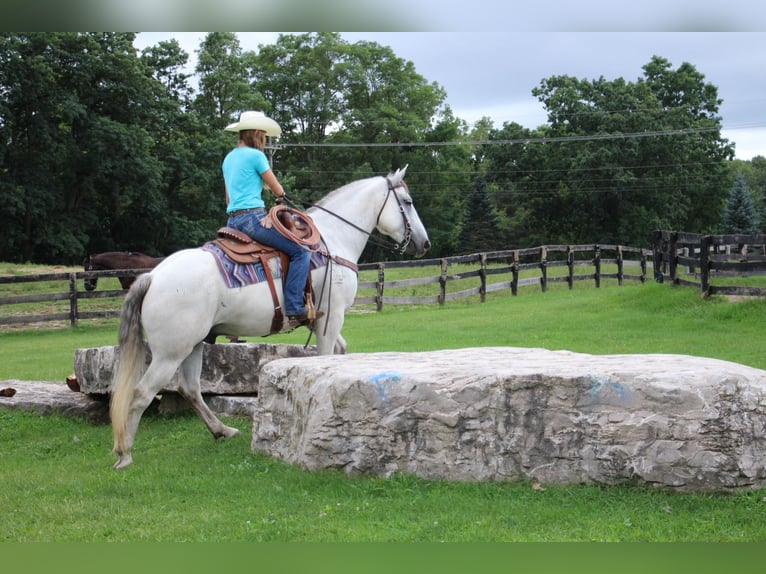 American Quarter Horse Castrone 11 Anni 157 cm Grigio in Howell MI