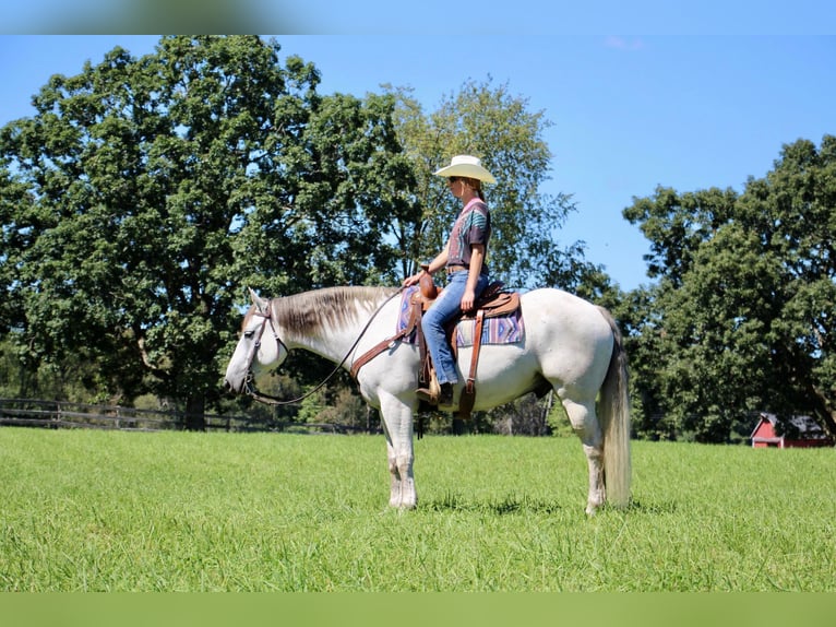 American Quarter Horse Castrone 11 Anni 157 cm Grigio in Howell MI