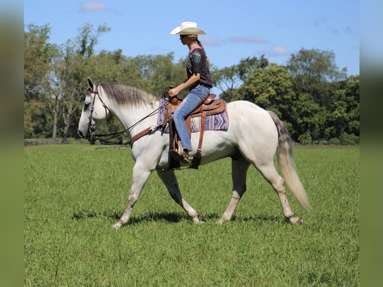 American Quarter Horse Castrone 11 Anni 157 cm Grigio in Howell MI