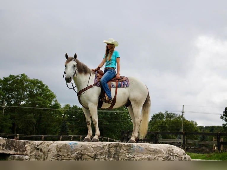 American Quarter Horse Castrone 11 Anni 157 cm Grigio in Howell MI