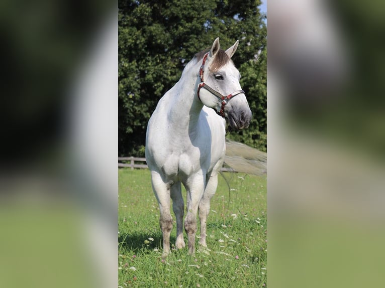 American Quarter Horse Castrone 11 Anni 157 cm Grigio pezzato in Highland MI