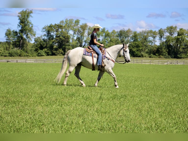 American Quarter Horse Castrone 11 Anni 157 cm Grigio pezzato in Highland MI