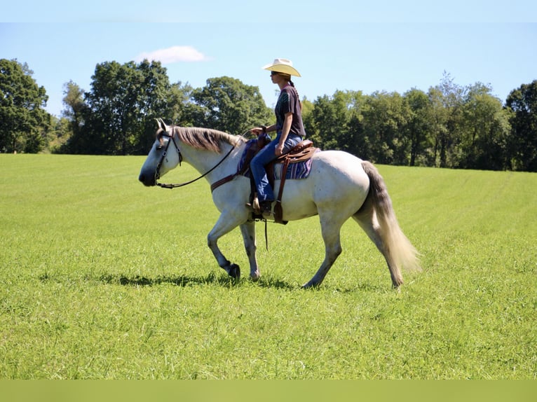 American Quarter Horse Castrone 11 Anni 157 cm Grigio pezzato in Highland MI