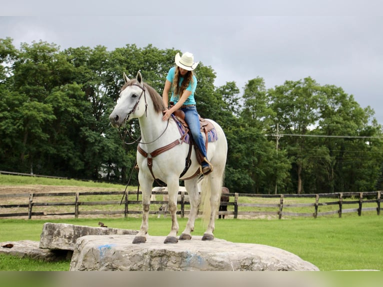 American Quarter Horse Castrone 11 Anni 157 cm Grigio pezzato in Highland MI