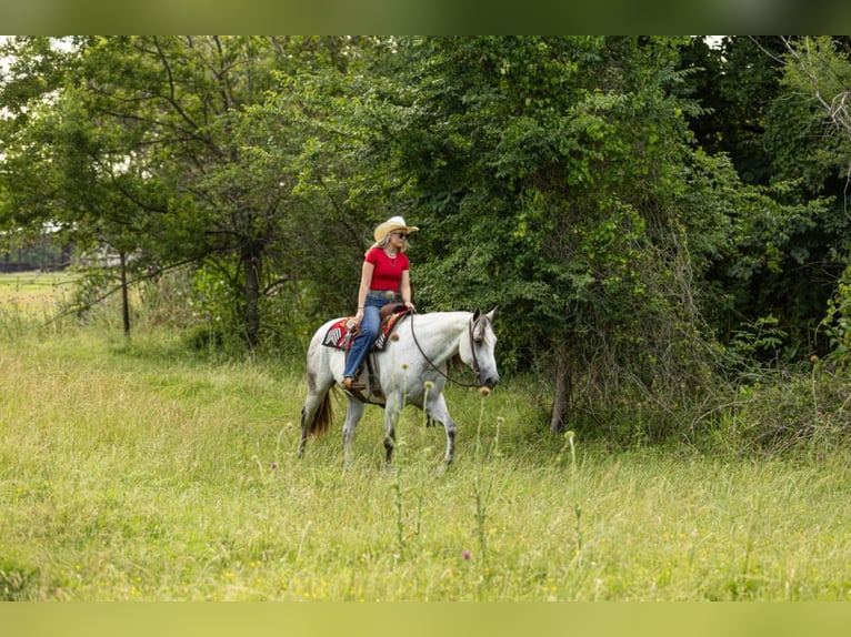 American Quarter Horse Castrone 11 Anni 157 cm Grigio in Quitman, AR