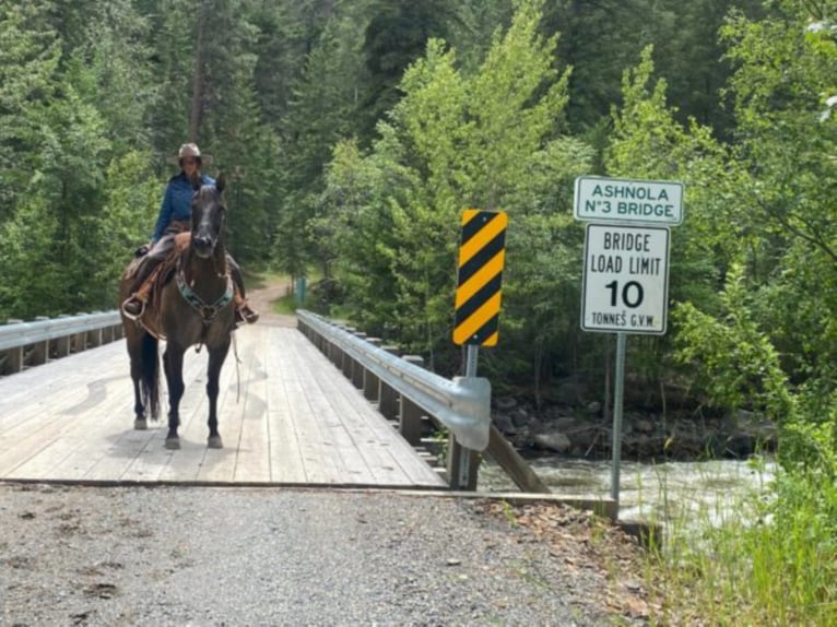 American Quarter Horse Castrone 11 Anni 157 cm Grullo in Wendall ID