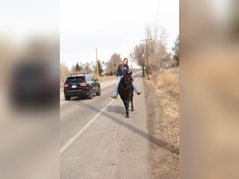 American Quarter Horse Castrone 11 Anni 157 cm Morello in Fort Collins, CO