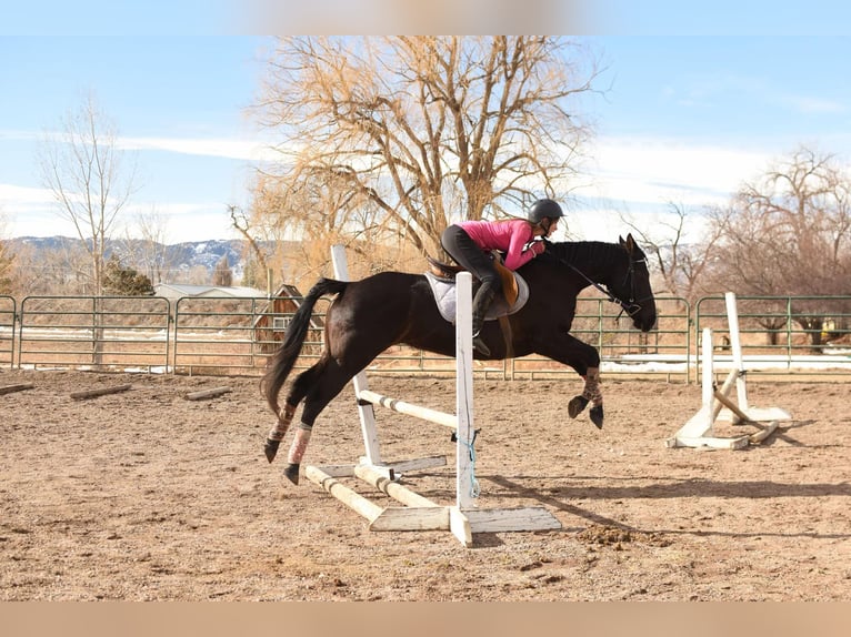 American Quarter Horse Castrone 11 Anni 157 cm Morello in Fort Collins, CO