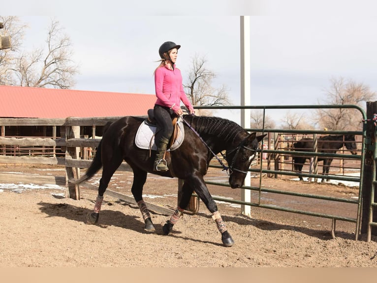 American Quarter Horse Castrone 11 Anni 157 cm Morello in Fort Collins, CO