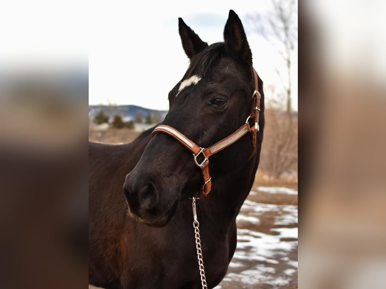 American Quarter Horse Castrone 11 Anni 157 cm Morello in Fort Collins, CO