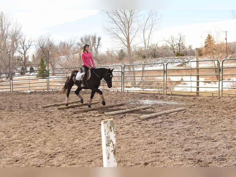 American Quarter Horse Castrone 11 Anni 157 cm Morello in Fort Collins, CO