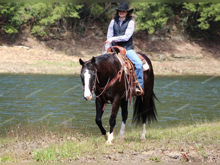 American Quarter Horse Castrone 11 Anni 157 cm Morello in Clarion