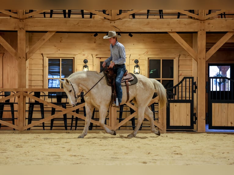 American Quarter Horse Castrone 11 Anni 157 cm Palomino in Needmore