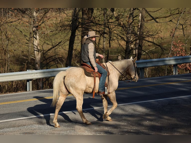 American Quarter Horse Castrone 11 Anni 157 cm Palomino in Needmore