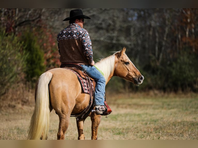 American Quarter Horse Castrone 11 Anni 157 cm Palomino in SANTA Fe TN