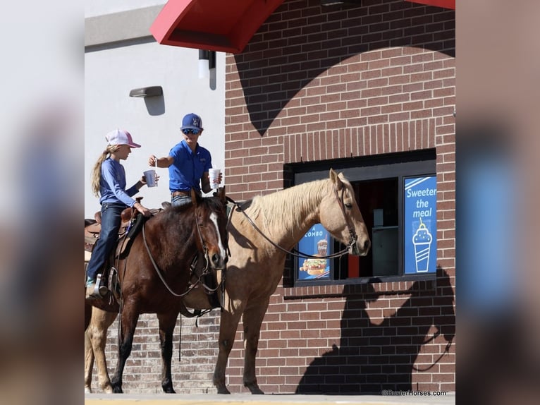 American Quarter Horse Castrone 11 Anni 157 cm Palomino in Weatherford Tx