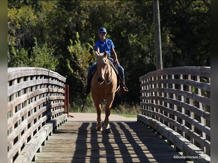 American Quarter Horse Castrone 11 Anni 157 cm Palomino in Weatherford Tx