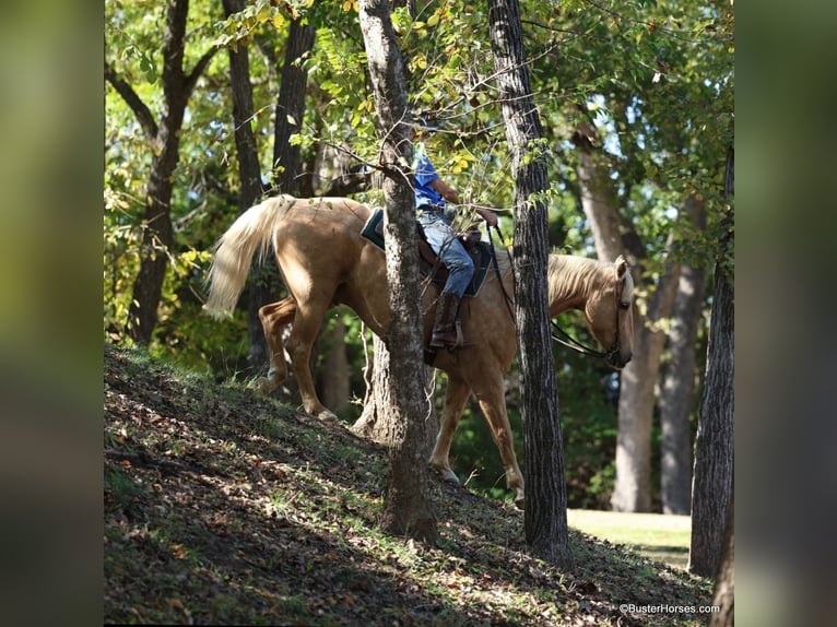 American Quarter Horse Castrone 11 Anni 157 cm Palomino in Weatherford Tx