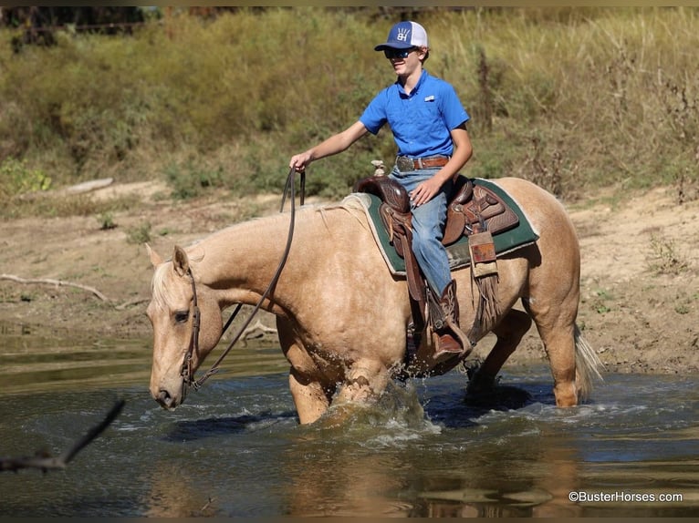 American Quarter Horse Castrone 11 Anni 157 cm Palomino in Weatherford Tx