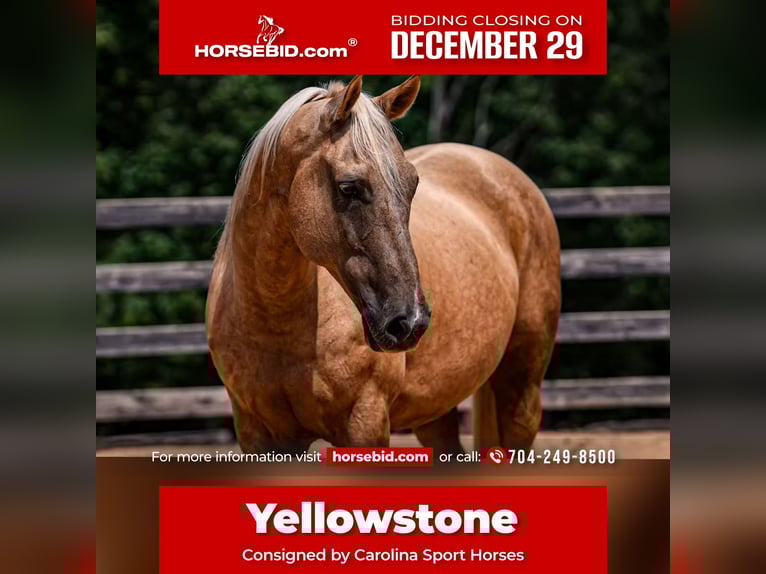 American Quarter Horse Castrone 11 Anni 157 cm Palomino in Clover